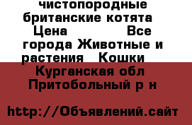 чистопородные британские котята › Цена ­ 10 000 - Все города Животные и растения » Кошки   . Курганская обл.,Притобольный р-н